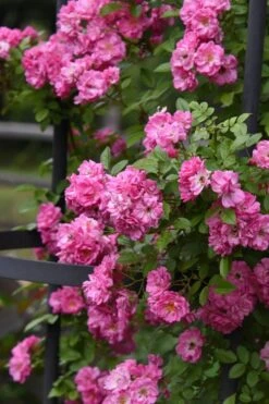 Peggy Martin Climbing Rose - 3 Gallon Pot -Flora Bloom Shop rosa peggy martin climbing rose 9