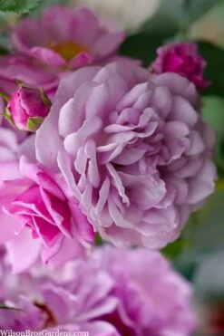 Rise Up 'Lilac Days' Rose - 2 Gallon Pot -Flora Bloom Shop rosa rise up lilac days rose 1