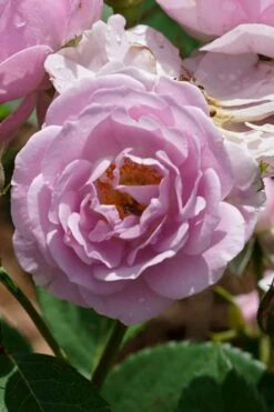 Rise Up 'Lilac Days' Rose - 2 Gallon Pot -Flora Bloom Shop rosa rise up lilac days rose 2