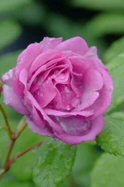Rise Up 'Lilac Days' Rose - 2 Gallon Pot -Flora Bloom Shop rosa rise up lilac days rose 4