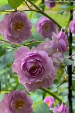 Rise Up 'Lilac Days' Rose - 2 Gallon Pot -Flora Bloom Shop rosa rise up lilac days rose 5