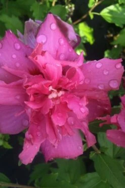 Lucy Rose Of Sharon (Single Trunk Tree) - 7 Gallon Pot (3-4') 10 Lucy Rose Of Sharon (Single Trunk Tree) - 7 Gallon Pot (3-4') -Flora Bloom Shop rose of sharon lucy 5 1