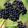 Adam's American Elderberry (Sambucus Canadensis) - 1 Gallon Pot