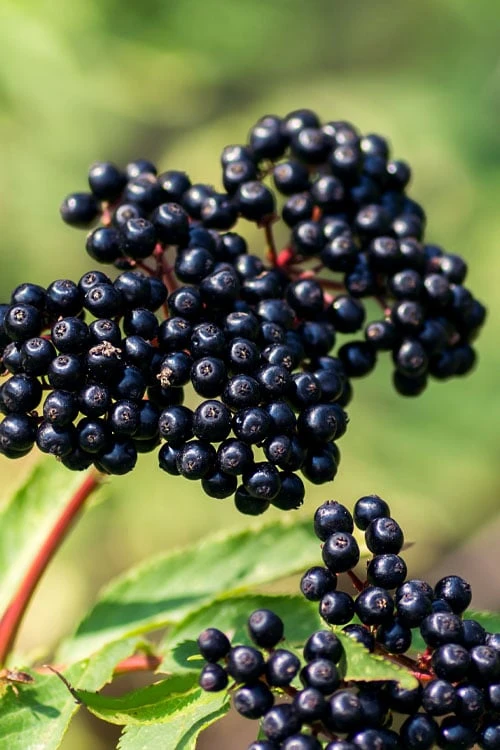 Adam's American Elderberry (Sambucus Canadensis) - 1 Gallon Pot 1 Adam's American Elderberry (Sambucus Canadensis) - 1 Gallon Pot