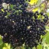 Ranch American Elderberry (Sambucus Canadensis) - 3 Gallon Pot