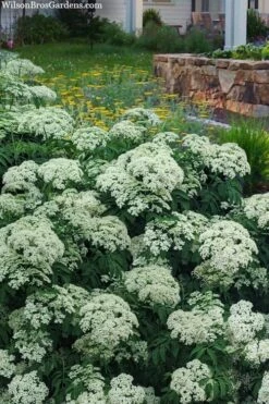 Adam's American Elderberry (Sambucus Canadensis) - 1 Gallon Pot 10 Adam's American Elderberry (Sambucus Canadensis) - 1 Gallon Pot -Flora Bloom Shop sambucus nigra canadensis common elderberry 12