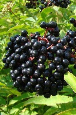 Adam's American Elderberry (Sambucus Canadensis) - 1 Gallon Pot 12 Adam's American Elderberry (Sambucus Canadensis) - 1 Gallon Pot -Flora Bloom Shop sambucus nigra canadensis common elderberry 4