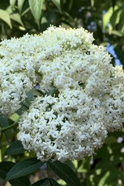 Wyldewood American Elderberry (Sambucus Canadensis) - 3 Gallon Pot 10 Wyldewood American Elderberry (Sambucus Canadensis) - 3 Gallon Pot -Flora Bloom Shop sambucus nigra canadensis common elderberry 9 1