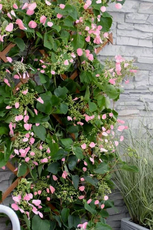 Rose Sensation Pink Climbing Hydrangea Vine - 3 Gallon Pot 1 Rose Sensation Pink Climbing Hydrangea Vine - 3 Gallon Pot