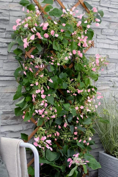 Rose Sensation Pink Climbing Hydrangea Vine - 3 Gallon Pot 8 Rose Sensation Pink Climbing Hydrangea Vine - 3 Gallon Pot - Image 8