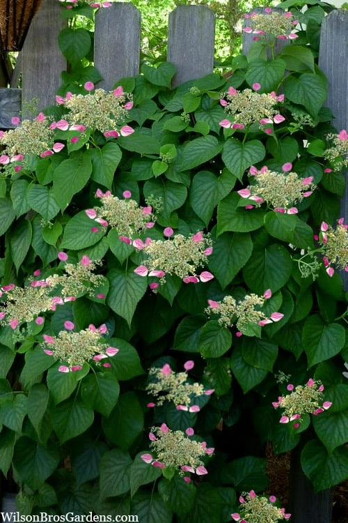 Rose Sensation Pink Climbing Hydrangea Vine - 3 Gallon Pot 6 Rose Sensation Pink Climbing Hydrangea Vine - 3 Gallon Pot - Image 6