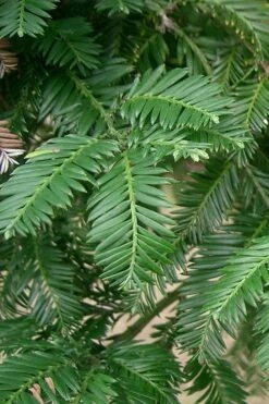 Inman's Select Redwood Tree (Sequoia Sempervirens) - 3 Gallon Pot 15 Inman's Select Redwood Tree (Sequoia Sempervirens) - 3 Gallon Pot -Flora Bloom Shop sequoia sempervirens inman select 1