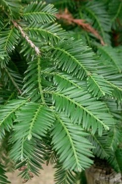 Inman's Select Redwood Tree (Sequoia Sempervirens) - 3 Gallon Pot 13 Inman's Select Redwood Tree (Sequoia Sempervirens) - 3 Gallon Pot -Flora Bloom Shop sequoia sempervirens inman select 2