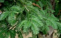 Inman's Select Redwood Tree (Sequoia Sempervirens) - 3 Gallon Pot 14 Inman's Select Redwood Tree (Sequoia Sempervirens) - 3 Gallon Pot -Flora Bloom Shop sequoia sempervirens inman select 3