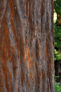 Inman's Select Redwood Tree (Sequoia Sempervirens) - 3 Gallon Pot 12 Inman's Select Redwood Tree (Sequoia Sempervirens) - 3 Gallon Pot -Flora Bloom Shop sequoia sempervirens inman select 5
