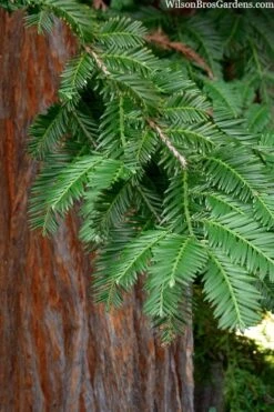 Inman's Select Redwood Tree (Sequoia Sempervirens) - 3 Gallon Pot 11 Inman's Select Redwood Tree (Sequoia Sempervirens) - 3 Gallon Pot -Flora Bloom Shop sequoia sempervirens inman select 8
