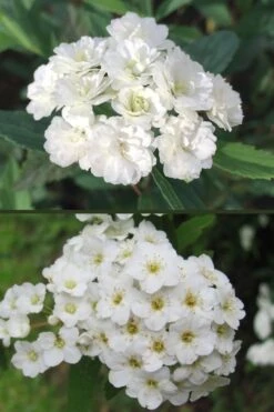 Reeves Bridal Wreath Spirea - 6 Pack Of 1 Gallon Pots 9 Reeves Bridal Wreath Spirea - 6 Pack Of 1 Gallon Pots -Flora Bloom Shop spirea reeves flowers double and single 1