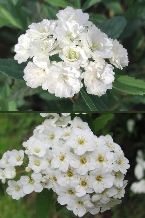 Reeves Bridal Wreath Spirea - 6 Pack Of 1 Gallon Pots 4 Reeves Bridal Wreath Spirea - 6 Pack Of 1 Gallon Pots - Image 4