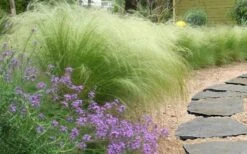 Pony Tails Mexican Feather Grass (Stipa Tennuissima) - 6 Pack Of Quart Pots -Flora Bloom Shop stipa tenuissima ponytails mexican feather grass 105