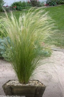 Pony Tails Mexican Feather Grass (Stipa Tennuissima) - 6 Pack Of Quart Pots -Flora Bloom Shop stipa tenuissima ponytails mexican feather grass 111