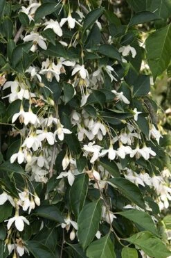 Fragrant Fountain Weeping Japanese Snowbell Tree - 5 Gallon Pot -Flora Bloom Shop styrax japonica fragrant fountain weeping japanese snowbell tree 4
