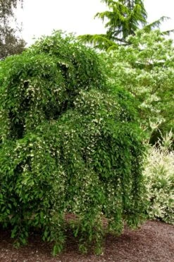 Fragrant Fountain Weeping Japanese Snowbell Tree - 5 Gallon Pot -Flora Bloom Shop styrax japonica fragrant fountain weeping japanese snowbell tree 5