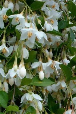 Fragrant Fountain Weeping Japanese Snowbell Tree - 5 Gallon Pot -Flora Bloom Shop styrax japonica fragrant fountain weeping japanese snowbell tree 6
