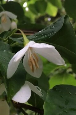 Fragrant Fountain Weeping Japanese Snowbell Tree - 5 Gallon Pot -Flora Bloom Shop styrax japonica fragrant fountain weeping japanese snowbell tree 7