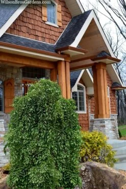 Fragrant Fountain Weeping Japanese Snowbell Tree - 5 Gallon Pot -Flora Bloom Shop styrax japonica fragrant fountain weeping japanese snowbell tree 9