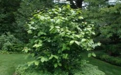 Venus White Sweetshrub (Calycanthus) - 3 Gallon Pot -Flora Bloom Shop sweet shrub aphrodite shrub