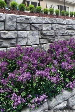 Bloomerang Dark Purple Lilac - 2 Gallon Pot 9 Bloomerang Dark Purple Lilac - 2 Gallon Pot -Flora Bloom Shop syringa bloomerang dark purple lilac 22 1