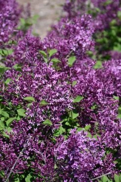 Bloomerang Dark Purple Lilac - 2 Gallon Pot 11 Bloomerang Dark Purple Lilac - 2 Gallon Pot -Flora Bloom Shop syringa bloomerang dark purple lilac 23 1