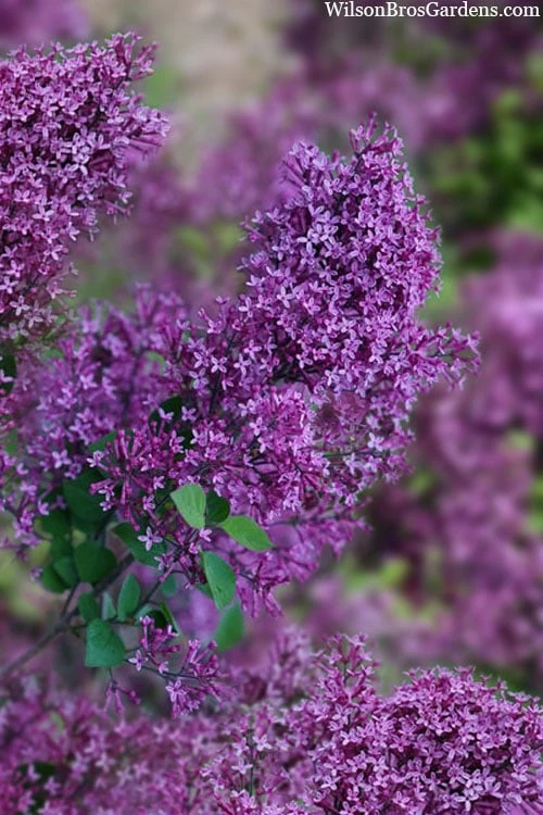 Bloomerang Dark Purple Lilac - 3 Gallon Pot 1 Bloomerang Dark Purple Lilac - 3 Gallon Pot