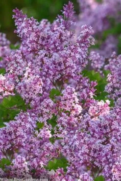 Miss Kim Lilac - 2 Gallon Pot -Flora Bloom Shop syringa miss kim lilac 9