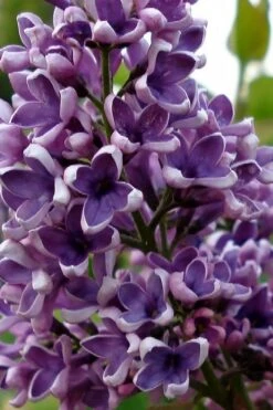 Albert F. Holden Purple French Lilac (Syringa) - 3 Gallon Pot -Flora Bloom Shop syringa vulgaris albert f holden lilac 1