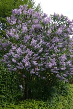 Katherine Havemeyer French Lilac (Syringa) - 1 Gallon Pot -Flora Bloom Shop syringa vulgaris katherine havemeyer lilac 10