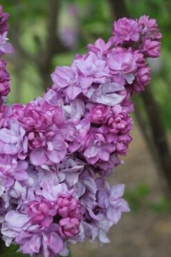 Katherine Havemeyer French Lilac (Syringa) - 1 Gallon Pot