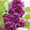 Ludwig Spaeth French Lilac (Syringa) - 1 Gallon Pot