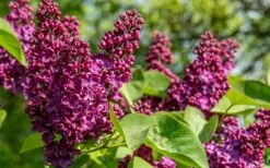 Ludwig Spaeth French Lilac (Syringa) - 1 Gallon Pot -Flora Bloom Shop syringa vulgaris ludwig spaeth lilac 4