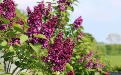 Ludwig Spaeth French Lilac (Syringa) - 1 Gallon Pot -Flora Bloom Shop syringa vulgaris ludwig spaeth lilac 5