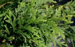 Green Giant Arborvitae - 7 Gallon Pot (3-4') -Flora Bloom Shop thuja green giant arborvitae 102