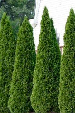 Emerald Green Arborvitae - 5 Gallon Pot -Flora Bloom Shop thuja occidentalis emerald green arborvitae 101
