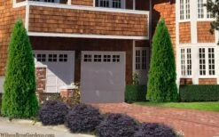 Emerald Green Arborvitae - 5 Gallon Pot -Flora Bloom Shop thuja occidentalis emerald green arborvitae 106