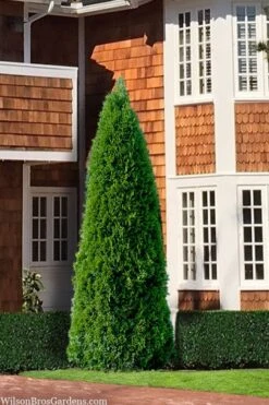 Emerald Green Arborvitae - 5 Gallon Pot