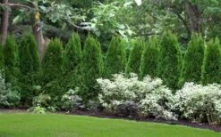 Emerald Green Arborvitae - 5 Gallon Pot -Flora Bloom Shop thuja occidentalis emerald green arborvitae 110