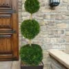 Emerald Green Arborvitae Poodle Tier Topiary (3 Ball) - 5 Gallon Pot
