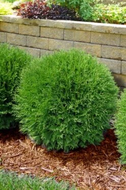 Planet Earth Arborvitae - 3 Gallon Pot -Flora Bloom Shop thuja occidentalis planet earth arborvitae 4