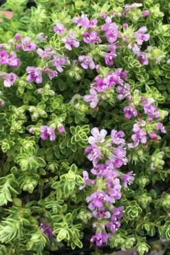 Highland Cream Creeping Thyme - 5 Pack Of Quart Pots -Flora Bloom Shop thyme highland cream 500x750 1