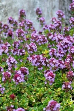 Doone Valley Thyme - 6 Pack Of Pink Pots 10 Doone Valley Thyme - 6 Pack Of Pink Pots -Flora Bloom Shop thymus citriodorus doone valley 3