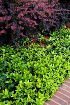 Asian Jasmine - Asiatic Jasmine - 6 Pack Of Pint Pots -Flora Bloom Shop trachelospermum asiaticum asian jasmine 2